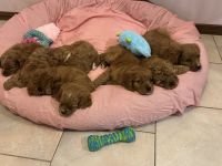 Cavapoo Puppies for sale in Camden NSW 2570, Australia. price: $2,800