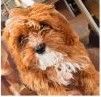 Cavapoo Puppies for sale in Laurel, MS, USA. price: $800