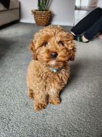 Cavapoo Puppies for sale in Geelong VIC, Australia. price: $1,800