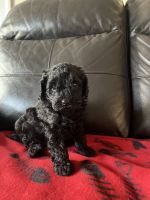Blessed Cavapoo Puppies Beautiful
