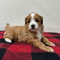 Blessed Cavapoo Puppies Beautiful