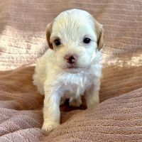 Cavapoo Maltipoo Puppies For Sale