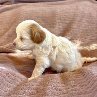Cavapoo Puppies for sale in Kansas City, MO, USA. price: $1,500