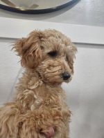 Cavapoo Puppies (Cavalier & Toy Poodle)