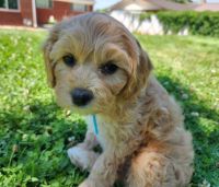 Cavapoo Puppies (Cavalier & Toy Poodle)