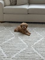 Cavapoo Puppies for sale in Vidor, TX 77662, USA. price: $1,000