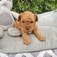 Щенки кавапу доступны для заказа