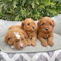 Щенки кавапу доступны для заказа