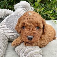 Cavapoo Puppies for sale in Amsterdam, Netherlands. price: 370 EUR
