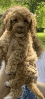 Cavapoo F1bb