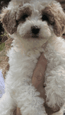 Cavapoo F1bb