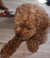 Cavapoo Puppies for sale in Chester, PA, USA. price: $1,500
