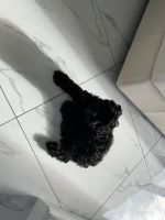 Cavapoo Puppies for sale in Benowa QLD 4217, Australia. price: $900