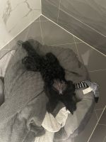 Cavoodle Puppy for sales