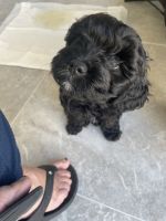 Cavoodle Puppy for sales