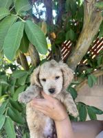 New Born Cavapoo Puppies