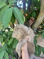 New Born Cavapoo Puppies