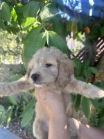 New Born Cavapoo Puppies
