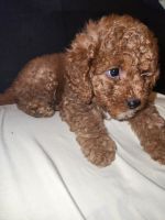 Cavapoo puppies looking for a good home