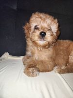Cavapoo puppies looking for a good home