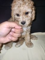 Cavapoo puppies looking for a good home