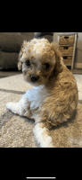Cavapoochon pups for sale