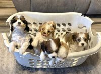 Cavapoochon pups for sale