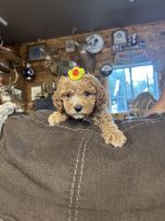 Cavapoo Pups