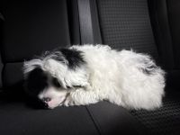 Finley needs a furever home!!