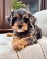 Meet Mason: Your Future Best Friend!