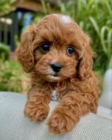 Meet this adorable brother and sister duo, Lilo and Stitch! ????