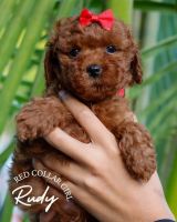 Happy seven weeks to our sweet boys and girls available