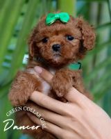 Happy seven weeks to our sweet boys and girls available