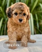 Merle & Sable Cavapoo Puppies Available