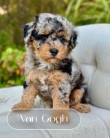 Merle & Sable Cavapoo Puppies Available