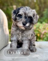 Merle & Sable Cavapoo Puppies Available