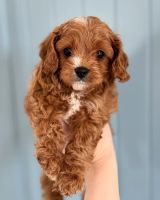 Adorable F1b Cavapoo Puppies – Ready for Their Forever Homes!