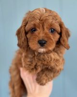 Adorable F1b Cavapoo Puppies – Ready for Their Forever Homes!