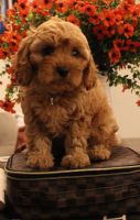 Toy Cavapoo - Bella