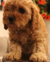 Toy Cavapoo - Luna