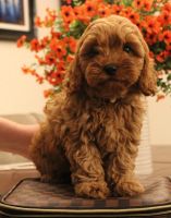 Cavapoo Puppies for sale in Fairmont, WV 26554, USA. price: $2,500