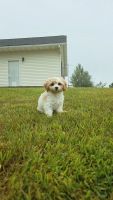 Cavapoo Puppy