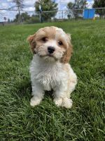 Cavapoo Puppy