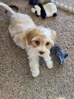 Cavapoo Puppy