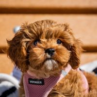 Meet Lilly: Your Future Family Member!