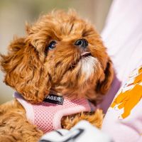 Meet Lilly: Your Future Family Member!