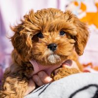 Meet Lilly: Your Future Family Member!