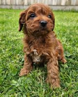 Adorable Cavapoo Puppies Available!