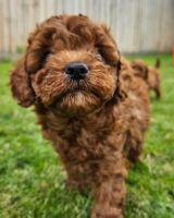 Adorable Cavapoo Puppies Available!