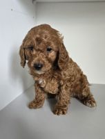Tot Cavoodle Puppies